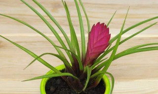 铁兰的养殖方法和注意事项 铁兰