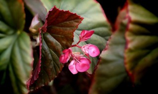 竹节海棠的养殖方法和注意事项（竹节海棠的修剪方法）