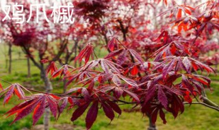 鸡爪槭和红枫的区别 鸡爪槭
