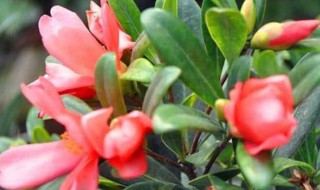 四季茶花的养殖方法和注意事项 山茶花的养殖方法和注意事项