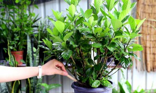 富贵树的养殖方法和注意事项 幸福树的养殖方法和注意事项