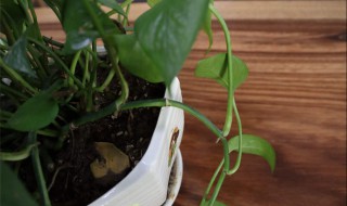 绿萝用什么土比较好养 绿萝用什么养最好更绿