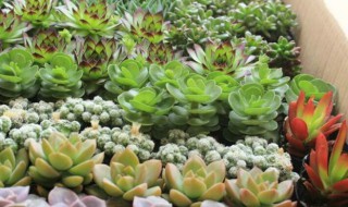 多肉秋天怎么养才能长得快（秋天怎么养多肉才会变美）