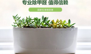 除甲醛最可靠的方法 除甲醛最可靠的方法