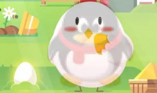 小鸡高级饲料怎么获得（小鸡饲料怎么升级容量）