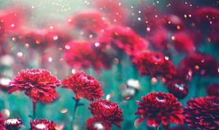 鲜花保存方法小妙招（鲜花保存方法小妙招有哪些）