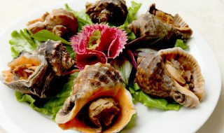 贝壳类保存方法 贝类的保存方法