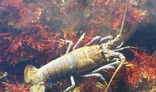 保存活虾的最好方法 活虾如何保鲜存放