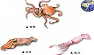 八爪鱼和鱿鱼的区别（八爪鱼怎么处理干净）