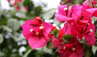 三角梅怎么养才开花好 三角梅怎么养才开花不断