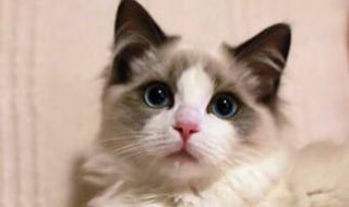 做梦梦见猫 做梦梦见猫是好事还是坏事