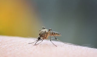 蚊子喜欢咬什么血型人 蚊子喜欢咬什么血型人蚂蚁庄园