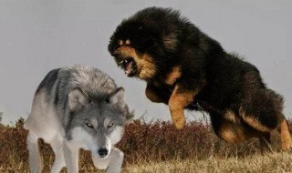 藏獒和狼谁厉害 野生藏獒和狼谁厉害