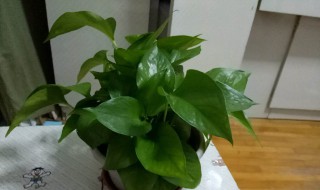 绿罗花怎么养（绿罗花怎么养护）