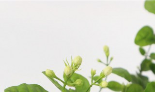 茉莉怎么养（茉莉花树怎么养）