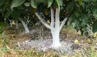 果树涂白的作用是什么 果树涂白起什么作用