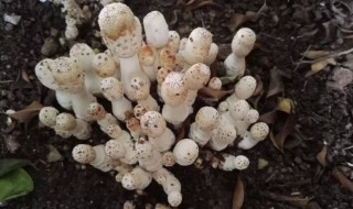 鸡腿菇出菇后怎样管理 鸡腿菇出菇后怎样管理好