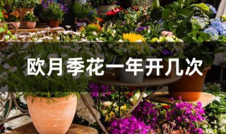 欧月季花一年开几次（月季花一年开多少次）