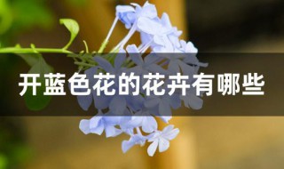 开蓝色花的花卉有哪些（开蓝色花的花卉有哪些呢）