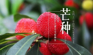 芒种时间要干什么（芒种时节干什么）