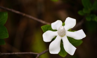 栀子花如何浇水 栀子花如何浇水浇什么水