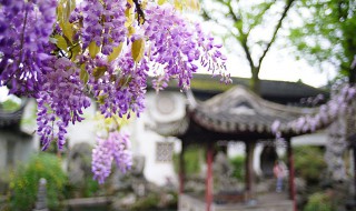 紫藤花的特点 紫藤花的特点和精神