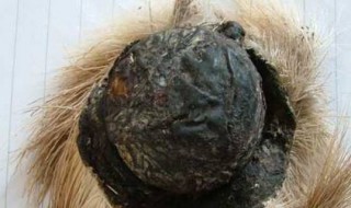 麝香是什么东西 麝香是什么东西?