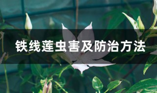 铁线莲病虫害及解决方法 铁线莲病虫害如何防治