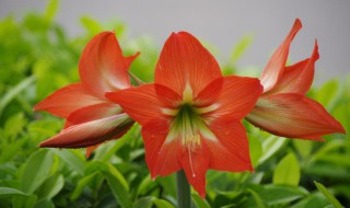 朱顶红开完花从哪里剪（如何使朱顶红在春节时间开花）