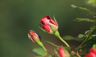 月季花的品种 月季品种