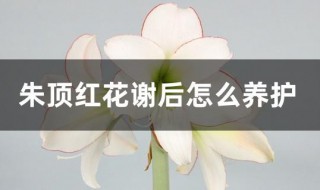 朱顶红花谢后怎么养护（朱顶红花谢后怎么养护好）
