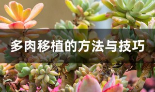 多肉移植的方法与技巧 多肉移植的方法与技巧视频