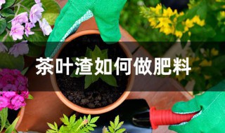 茶叶渣如何做肥料 茶叶渣做肥料的酸碱度