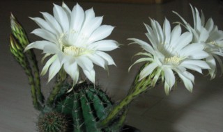 白色仙人球花的花语（白色仙人球花语是什么）