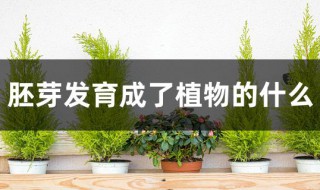胚芽发育成了植物的什么 胚根发育成了植物的什么
