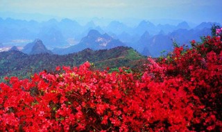 映山红嫁接时间和方法（映山红嫁接时间和方法视频）