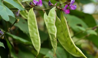 梅豆角种植时间和方法（梅豆角种植时间和方法图片）