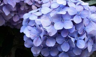 绣球花不开花的原因（绣球花不开花的原因有哪些）