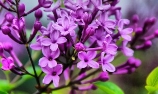 丁香花几瓣（丁香花几瓣?）