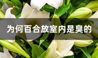 为何百合放室内是臭的（百合有臭味吗）