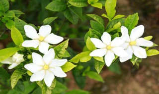栀子花香是种什么味道（栀子花香是种什么味道的）