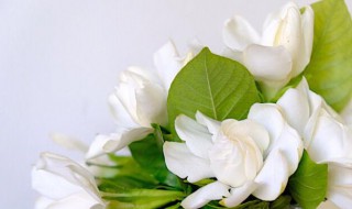 栀子花怕太阳晒吗 栀子花怕太阳晒吗为什么