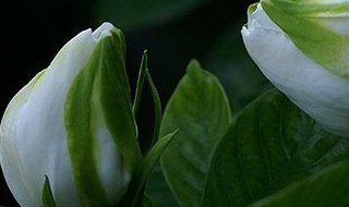 栀子花有白色的虫子怎么办（栀子花长白虫子怎么处理）