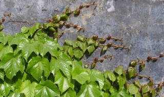 哪些花植物能爬墙（哪种植物可以爬墙）