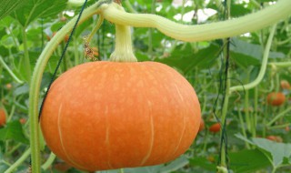 日本南瓜的种植方法和时间（日本南瓜的种植方法和时间视频）