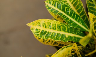 七彩变色龙花怎么养（七彩变色龙饲养方法）