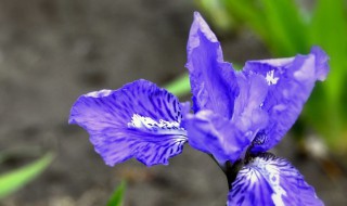 兰花花谢了以后该怎么办（兰花花谢了怎么处理）