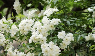 木香花的扦插繁殖方法（木香花的扦插繁殖方法春天能插吗）