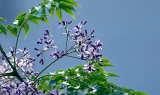 楝花花代表什么寓意 楝花花代表什么寓意和象征