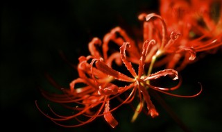 曼陀罗为什么叫情花（情花是什么颜色的曼陀罗）